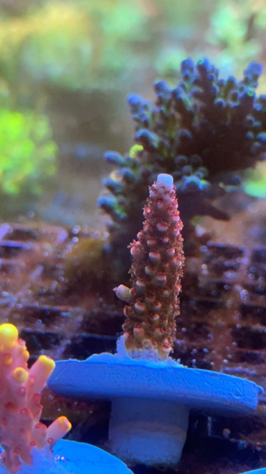 Acropora Hugo’s rainbow stag