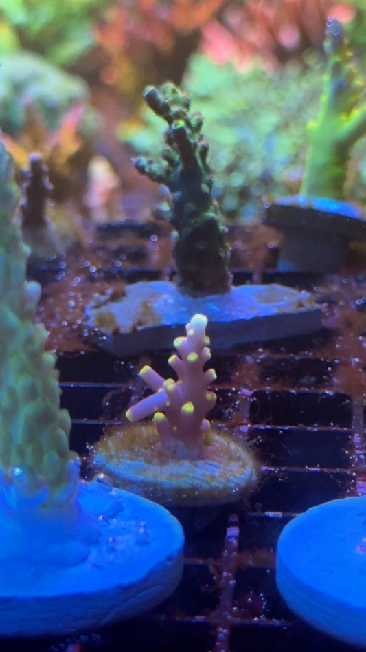 Acropora little red Ferrari