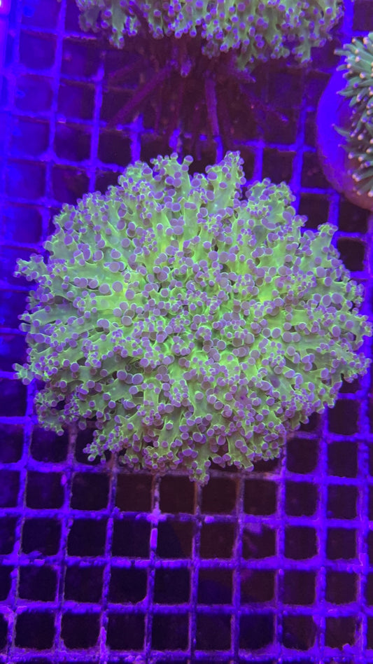 Frogspawn Super big hibrido