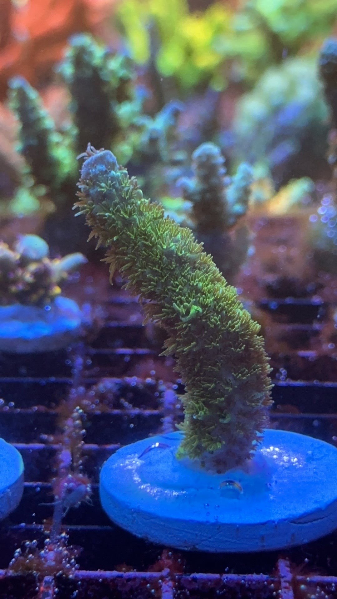 Millepora green army