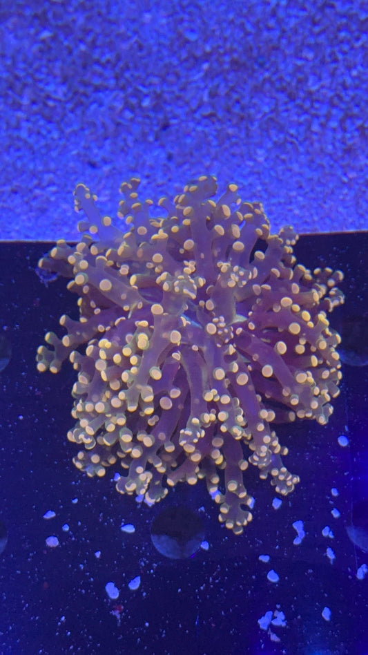 frogspawn pink tips