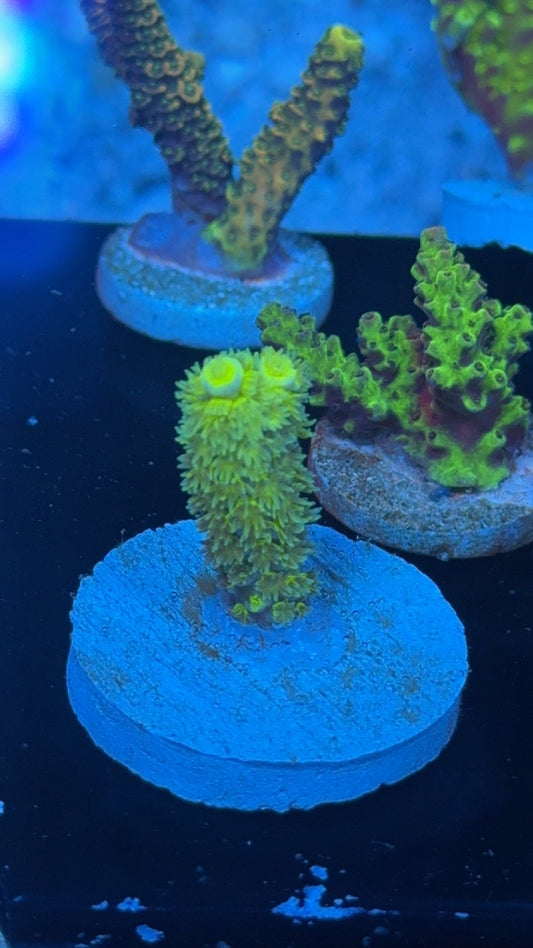 acropora fruit ninja tenuis 1