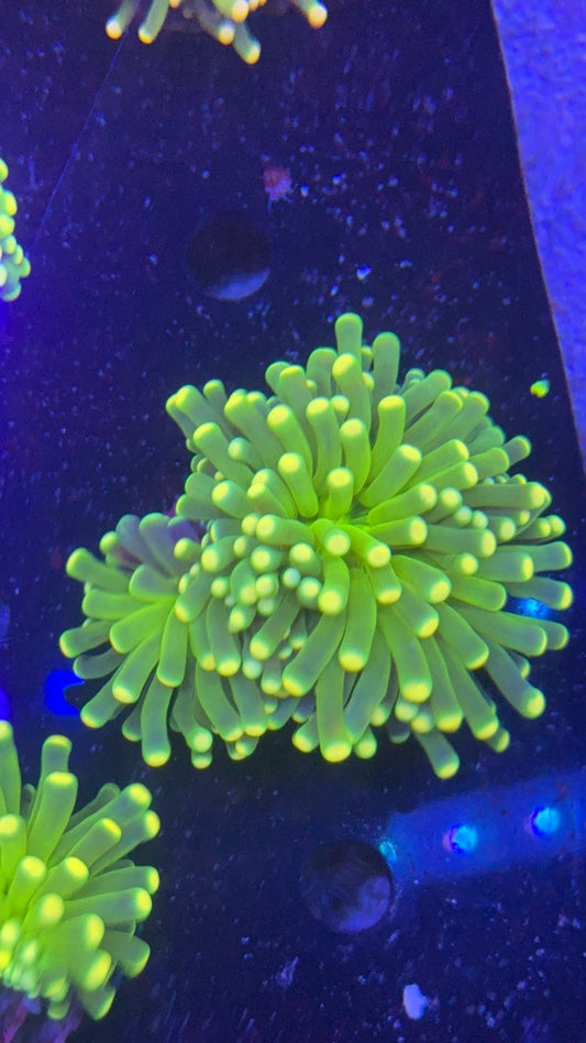 torch green tiger