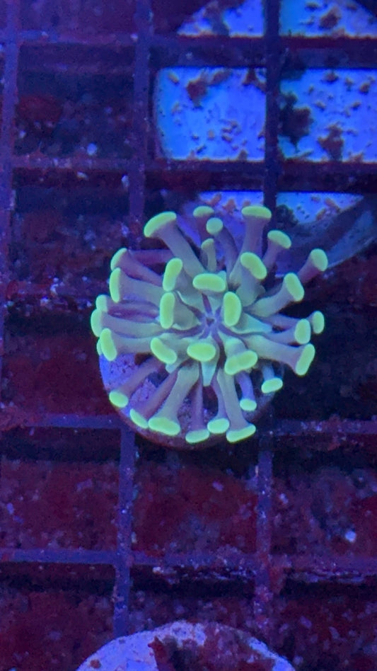 hammer blue branch