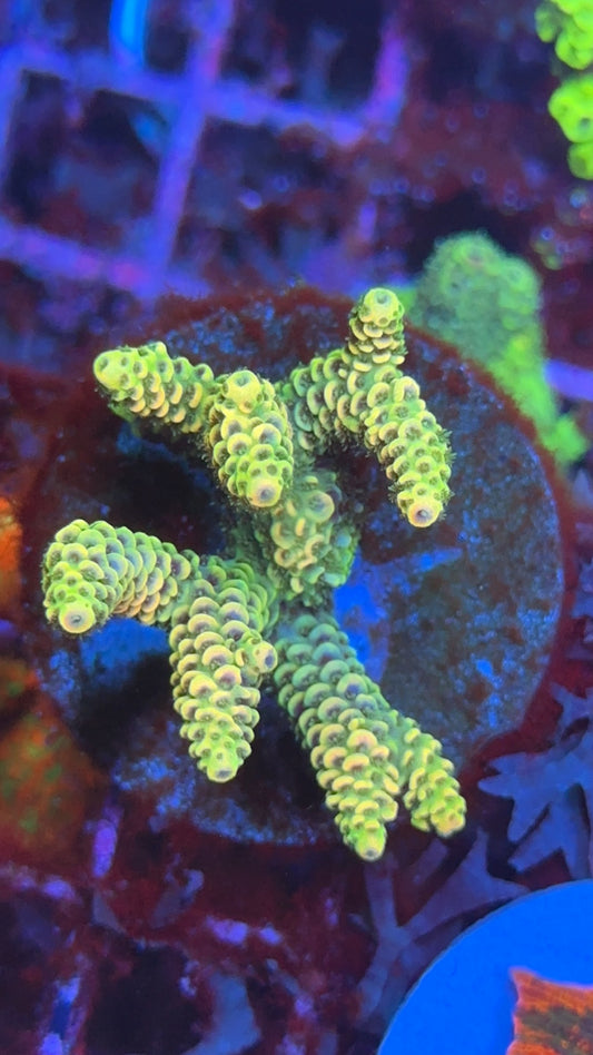 millepora RN skittles