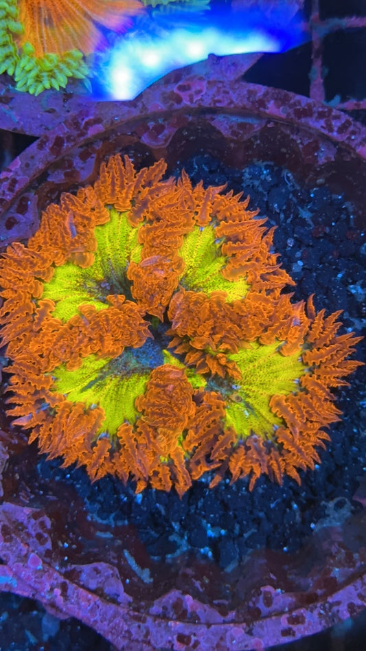 anemona rock flower super rainbow