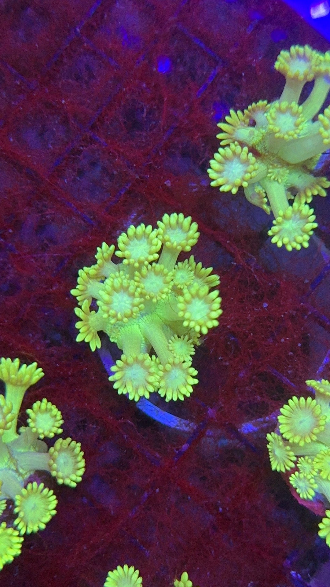 goniopora salomon islands