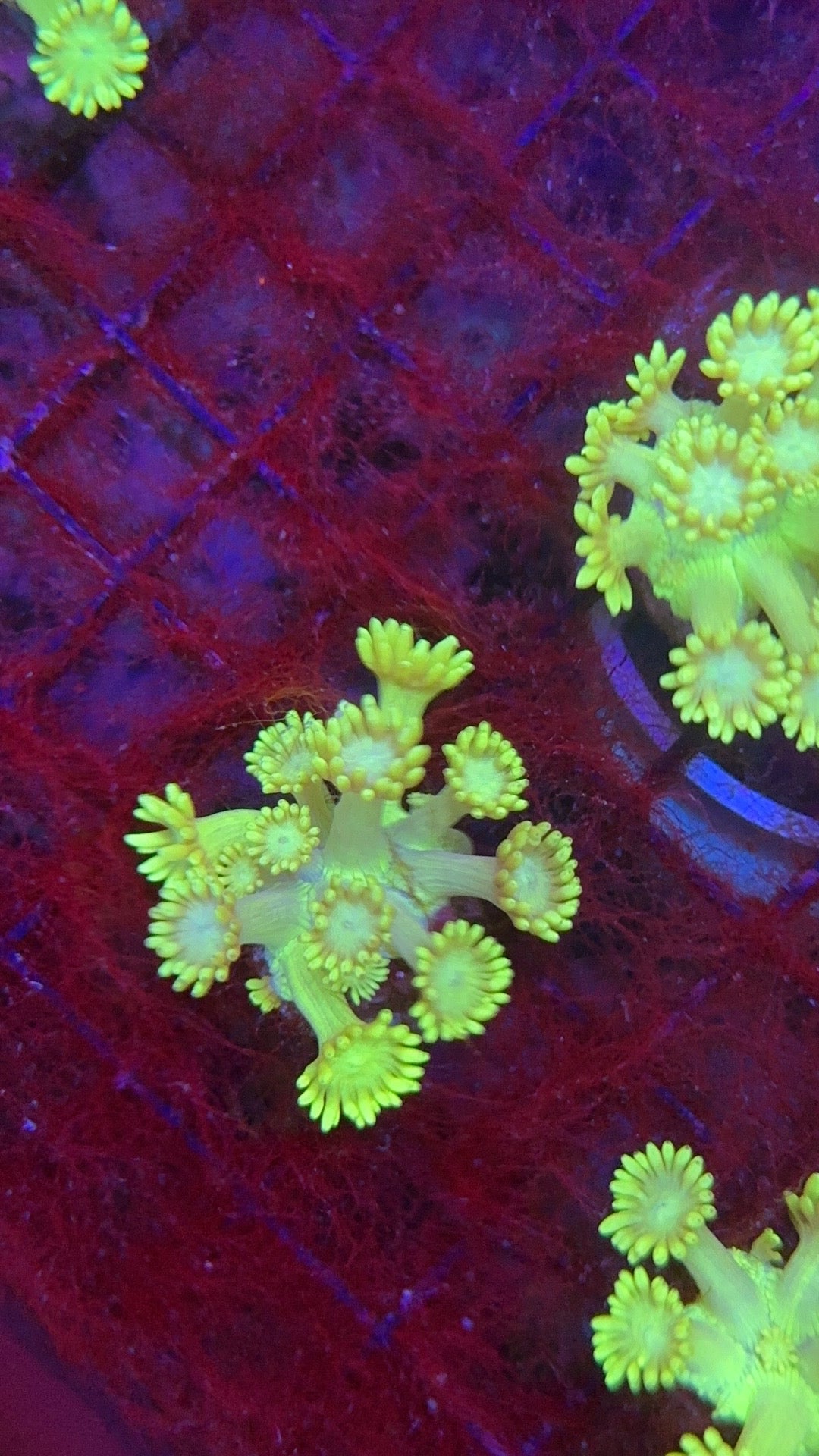 goniopora salomon islands