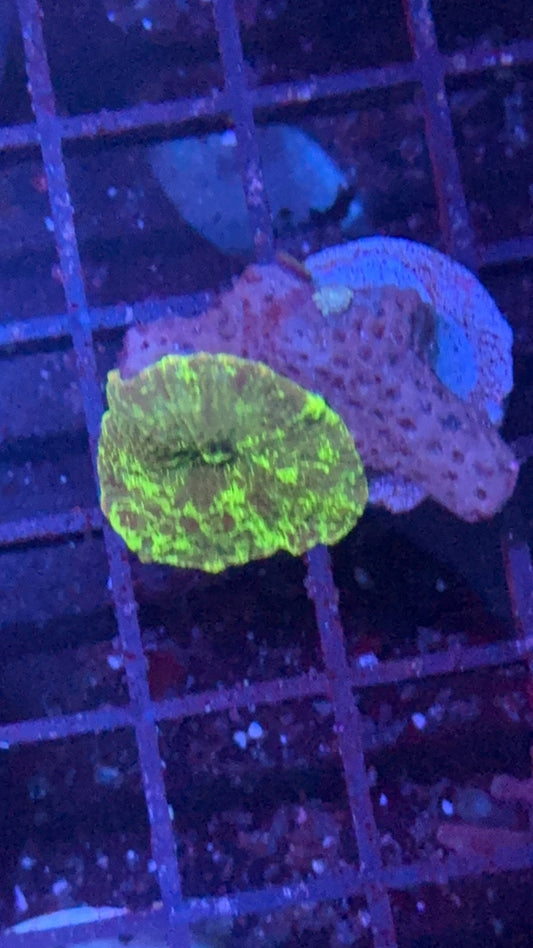 jawbreaker kriptonita 2