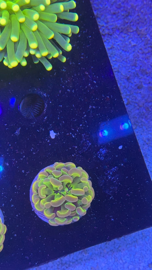 hammer kaleidozcope 9