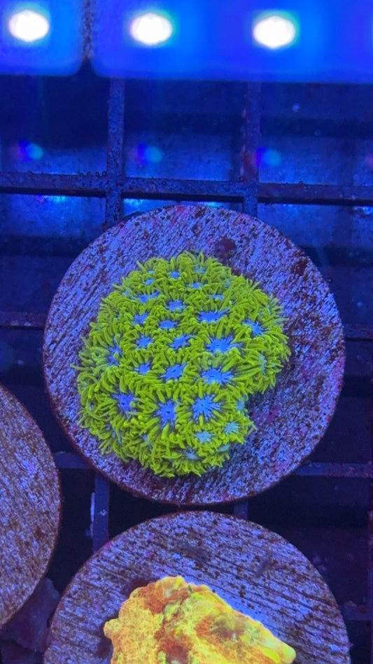 leptastrea garden of eden