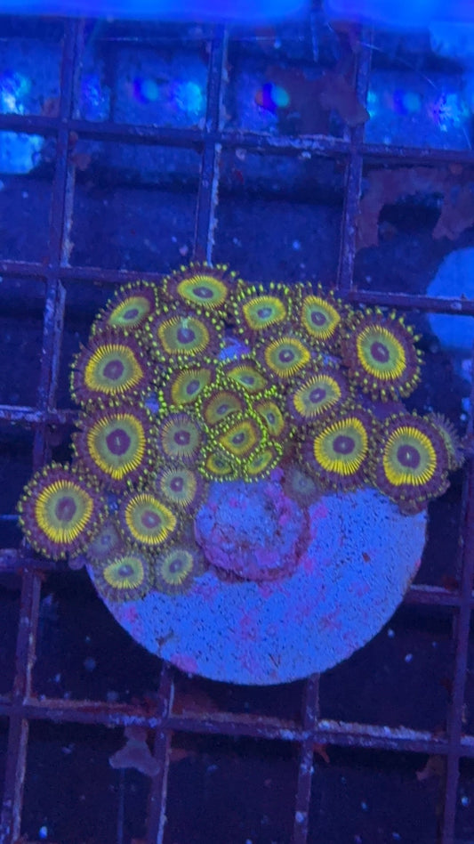 zoanthus minions