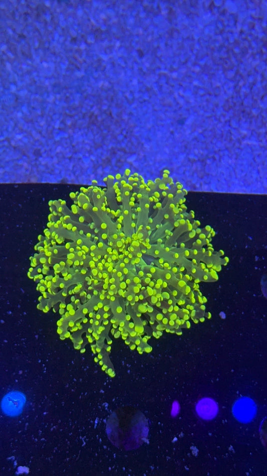 octospawn toxic 2