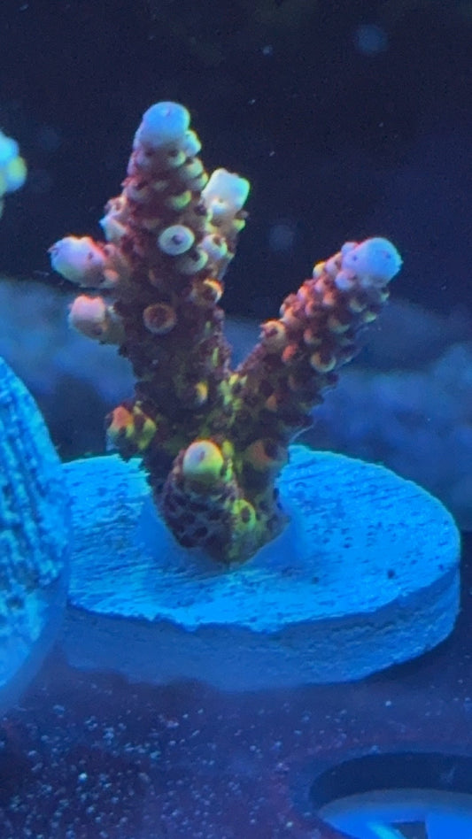acropora pc rainbow