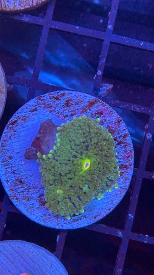 ricordea florida 1