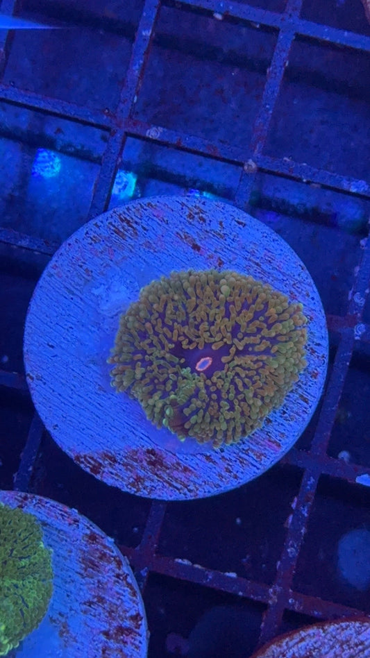 ricordea florida 3
