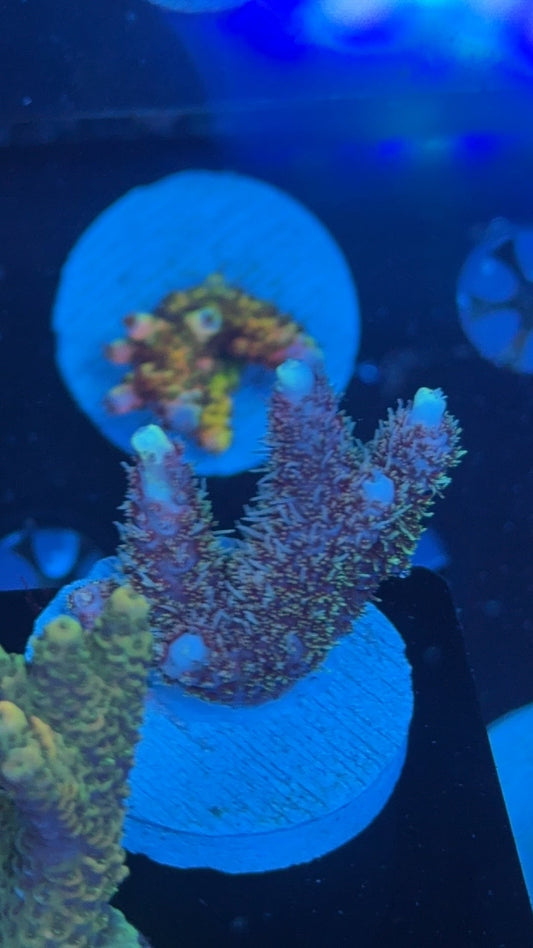 millepora wooly