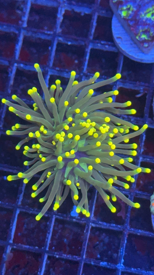 torch yellow mellow