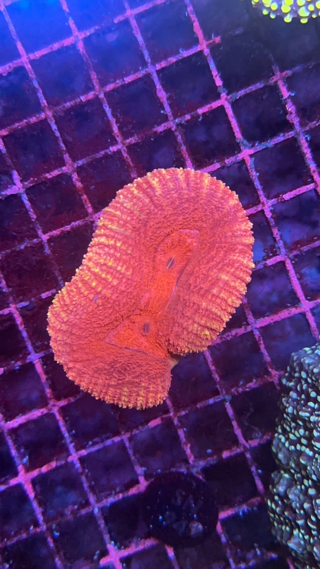 lobophyllia ultra pink